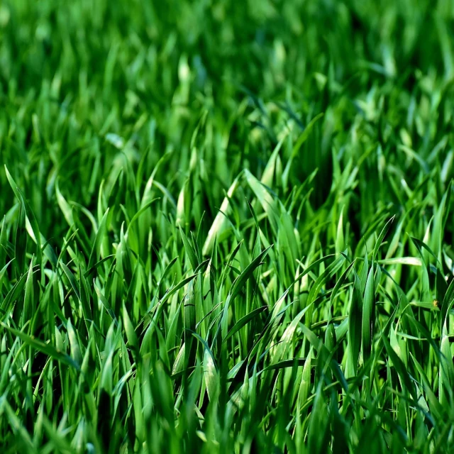 Grass