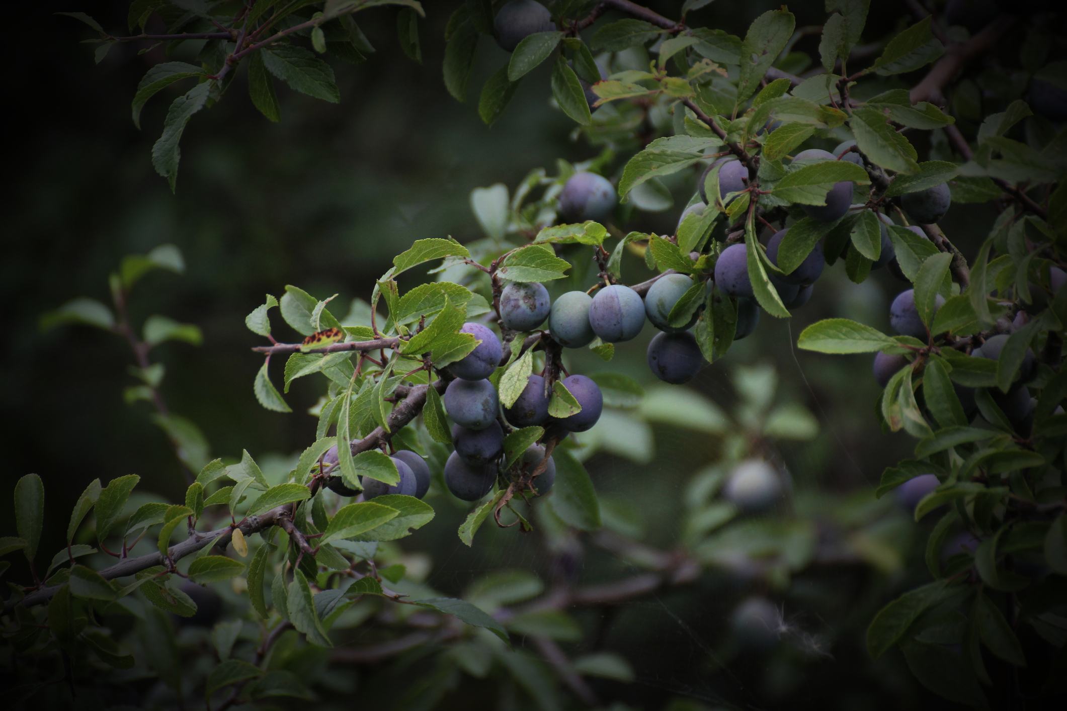 Sloe Berries