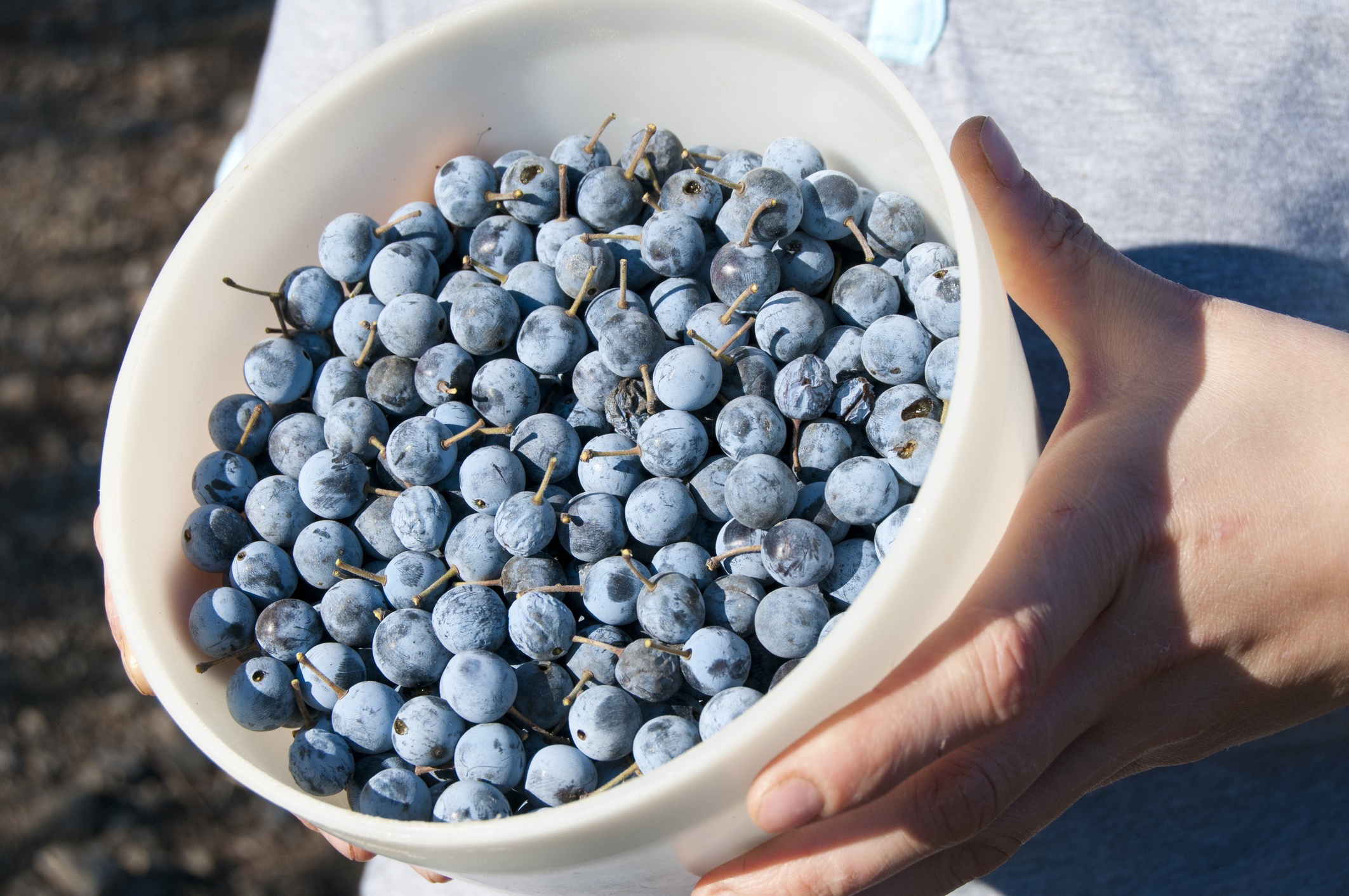 How to make Sloe Gin