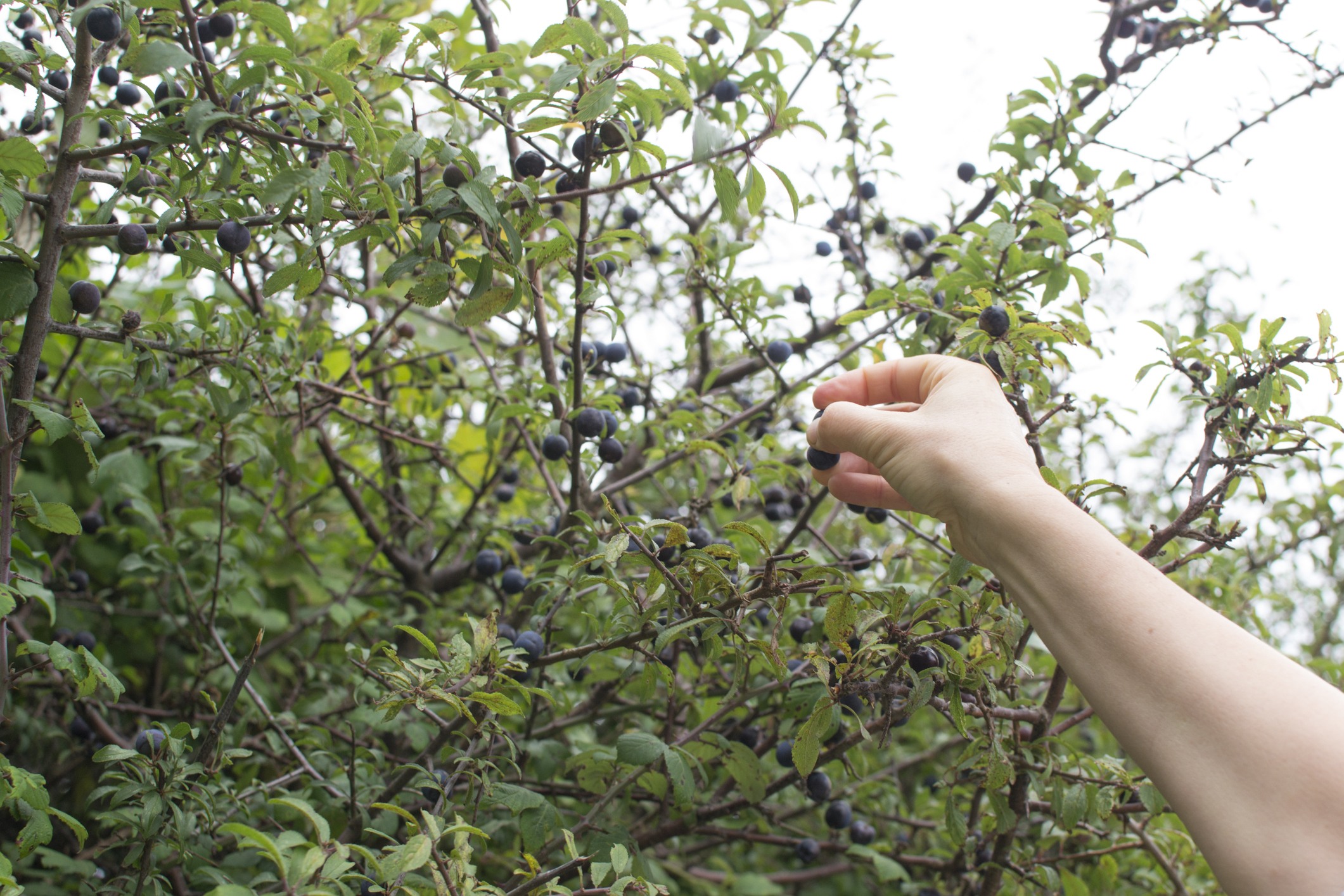 Foraging in London | Sloe Berries