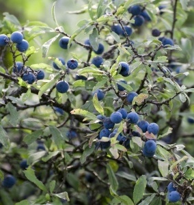 Foraging in London