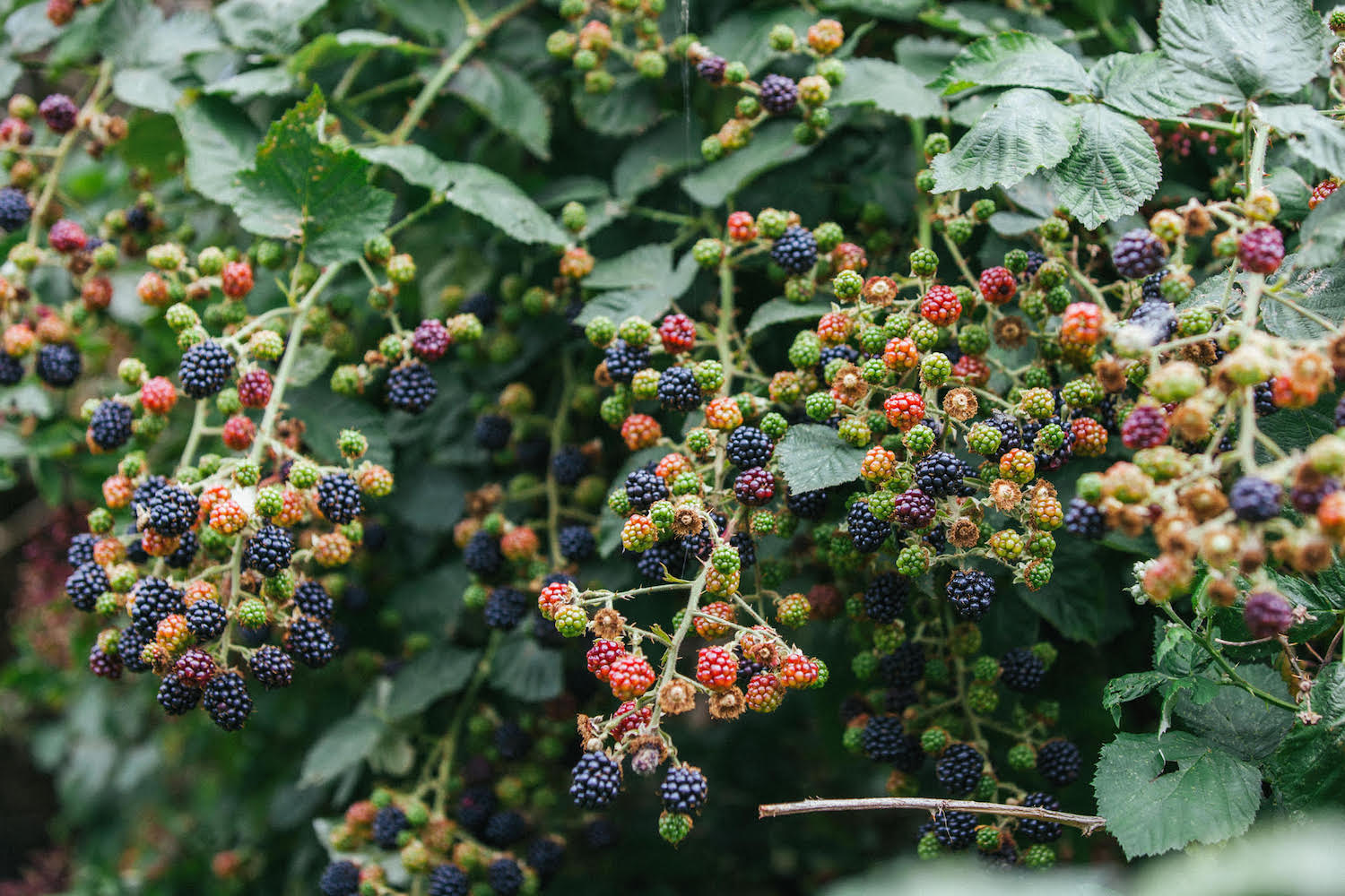 How To Make The Perfect Bramble